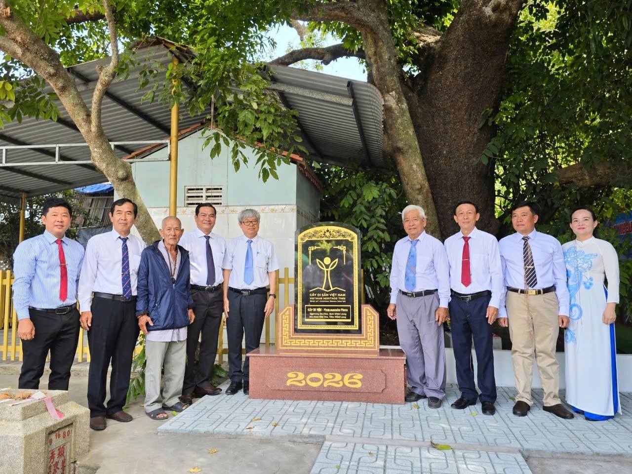 Cây Gội Nước Cổ Thụ Di Sản